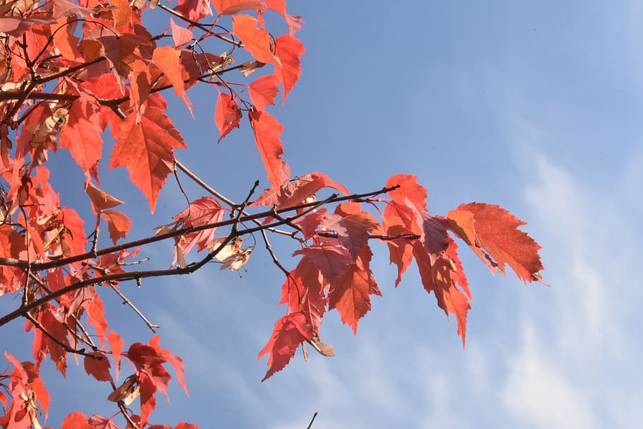 red, maple, autumn, foliage, leaves, sheet, nature, color, in the fall of HD wallpaper