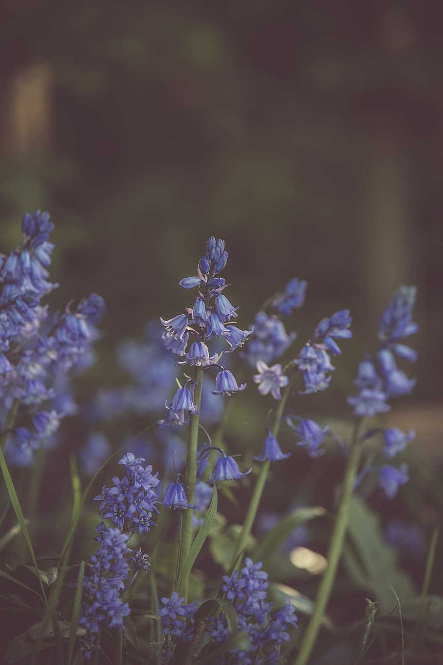 Selective Focus Photography of Lavender Flowers, bloom, blooming HD wallpaper