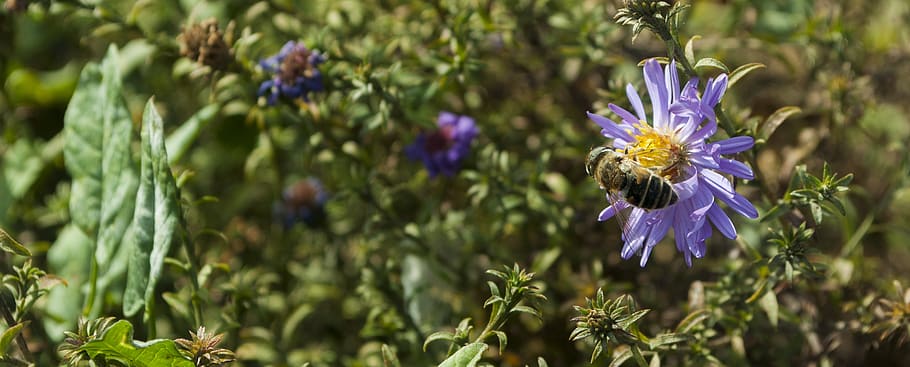 bee, autumn, nature, insect, flower, bloom, violet, garden HD wallpaper