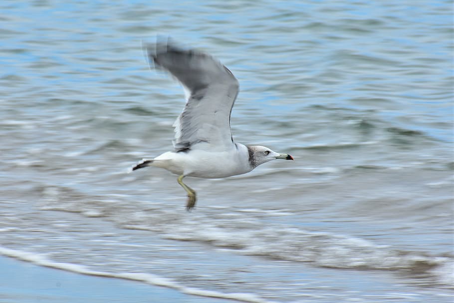 animal, sea, beach, wave, bird, wild birds, seabird, sea gull HD wallpaper