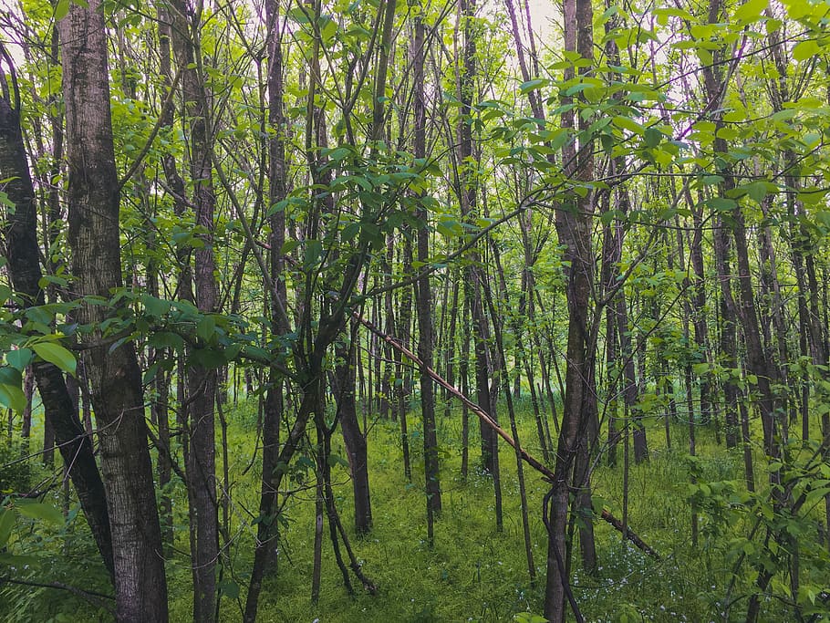 united states, defiance, lost valley trail, trees, forest, plant