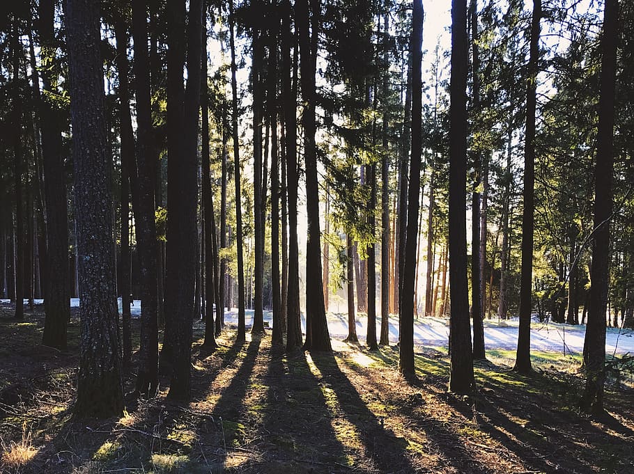 italy, perca, trees, forest, sun, dark, plant, land, trunk HD wallpaper