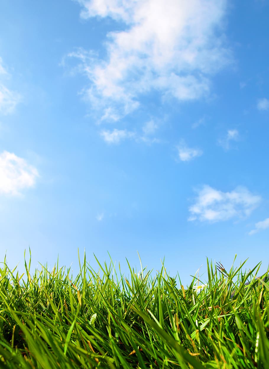 clouds, blue sky, spring, green, grass, summer, cloud - sky HD wallpaper