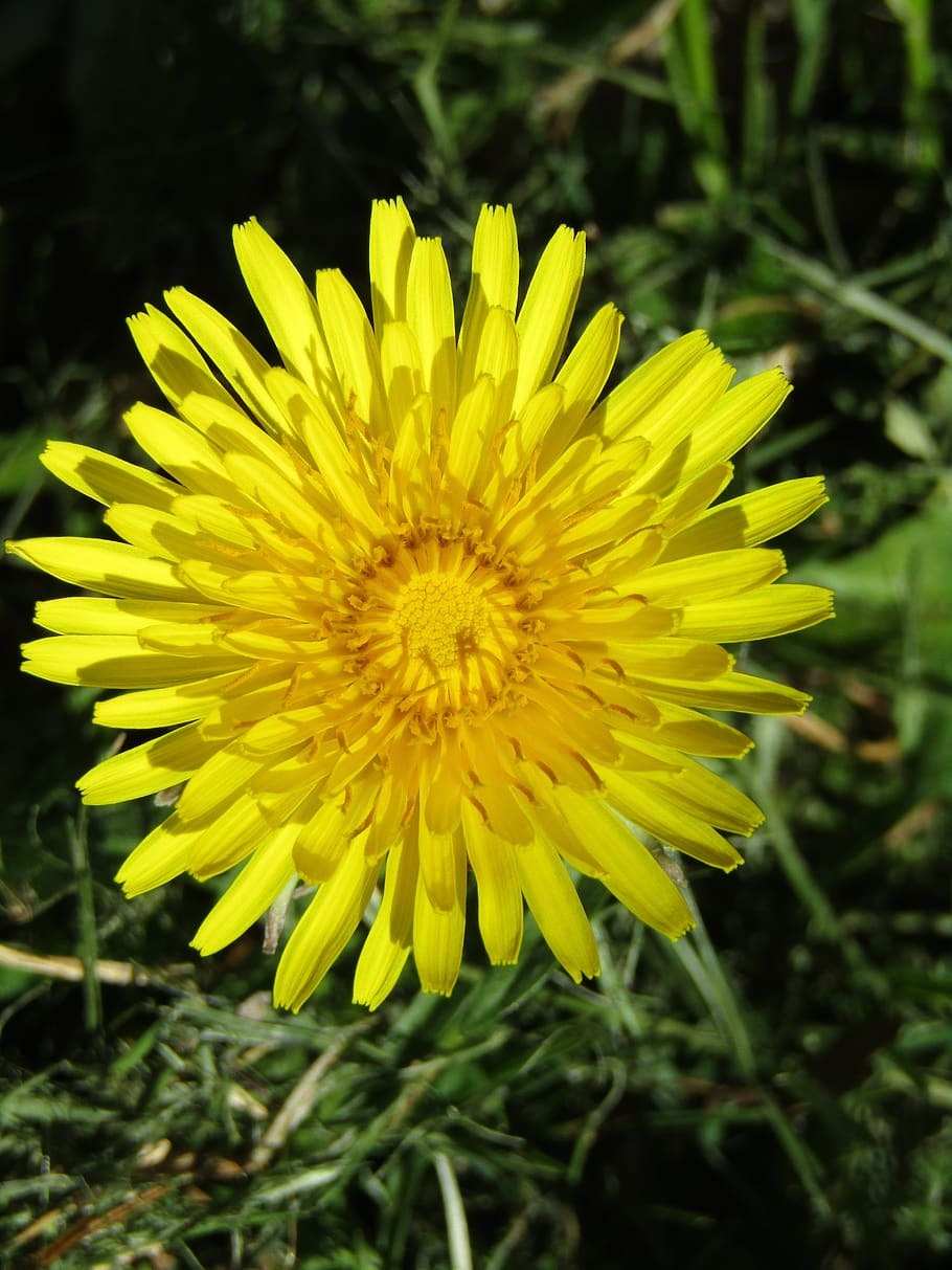 spring, dandelion, close up, macro, plant, flower, meadow, blossom HD wallpaper