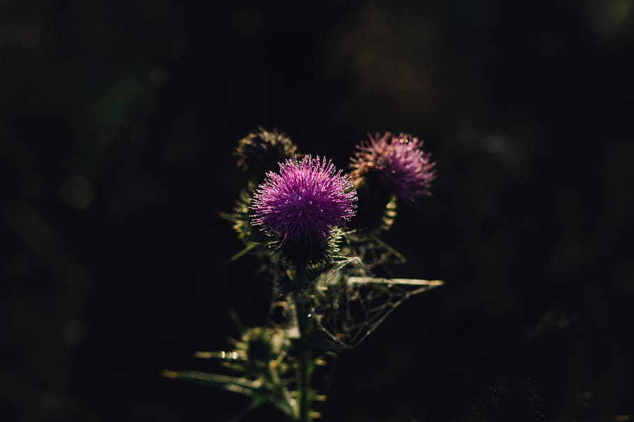 Purple Petaled Flower, blooming, blur, color, dark, delicate HD wallpaper