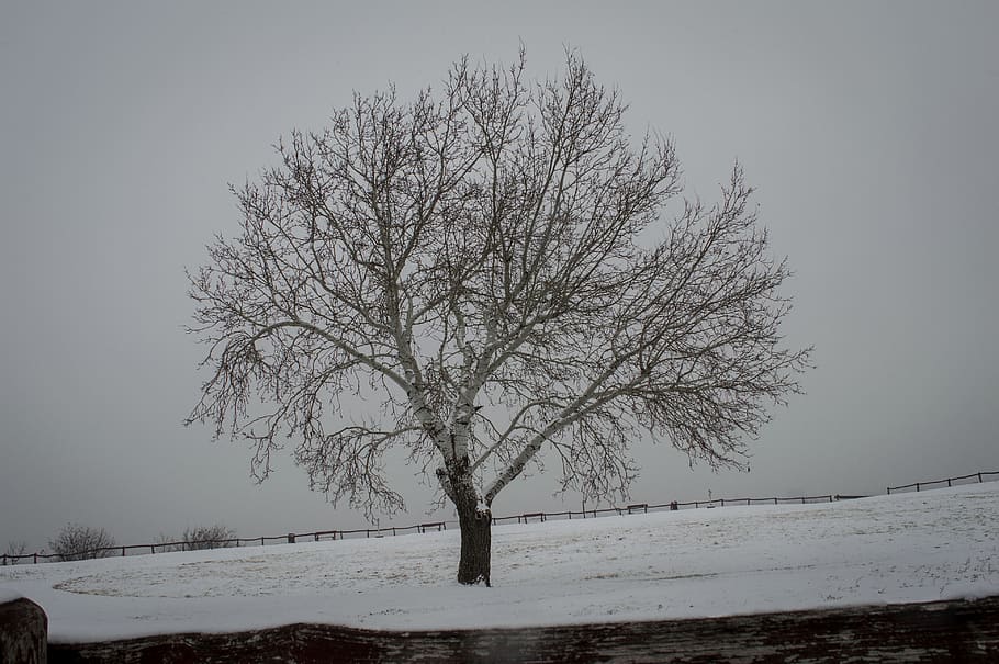 alone, tree, nature, lonely, landscape, snow, winter, ice, fog HD wallpaper