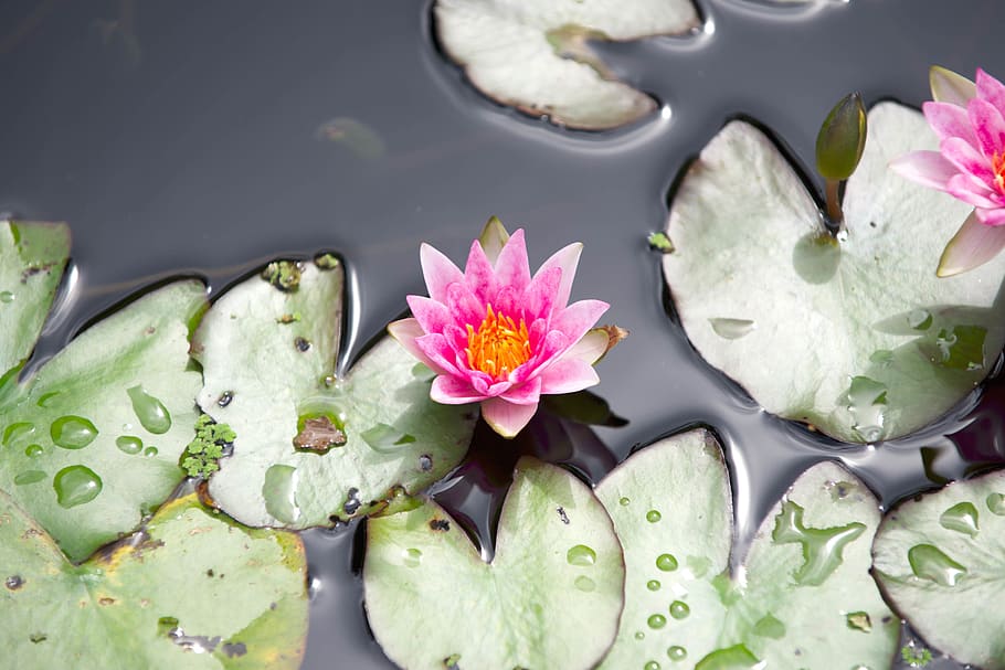 pink petaled flowers, blossom, lily, plant, pond lily, flora HD wallpaper