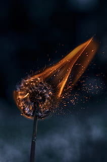 fire, bloom, flower, red, orange, purple, flora, iphone wallpaper HD wallpaper