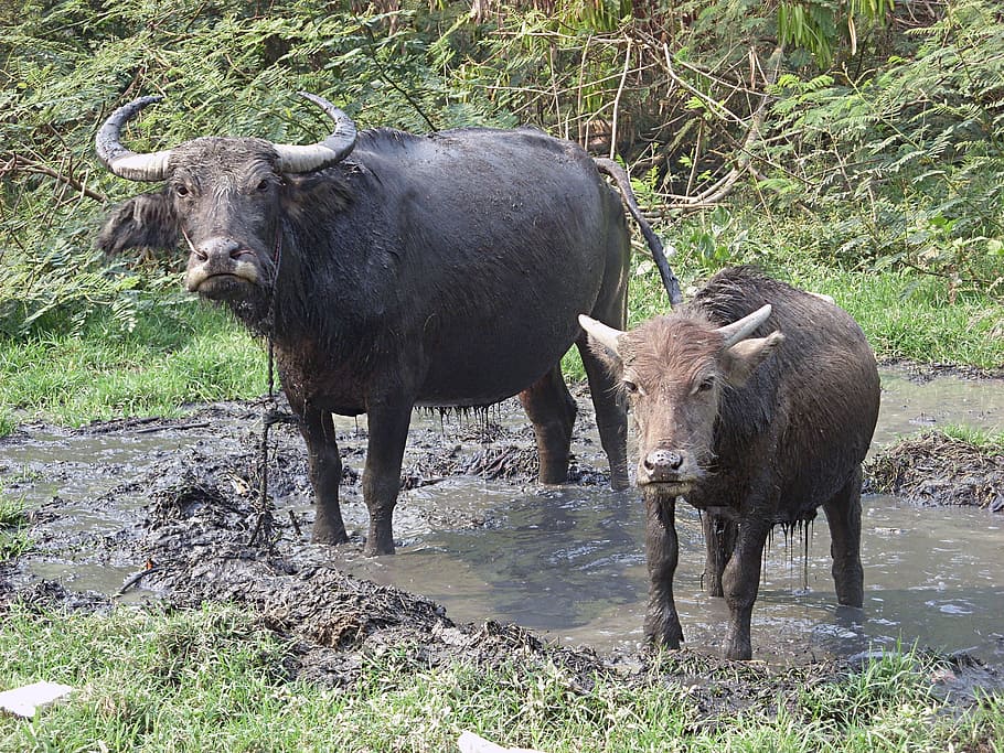 Male water buffalo and calf - Bubalus bubalis in north Thailand, HD wallpaper