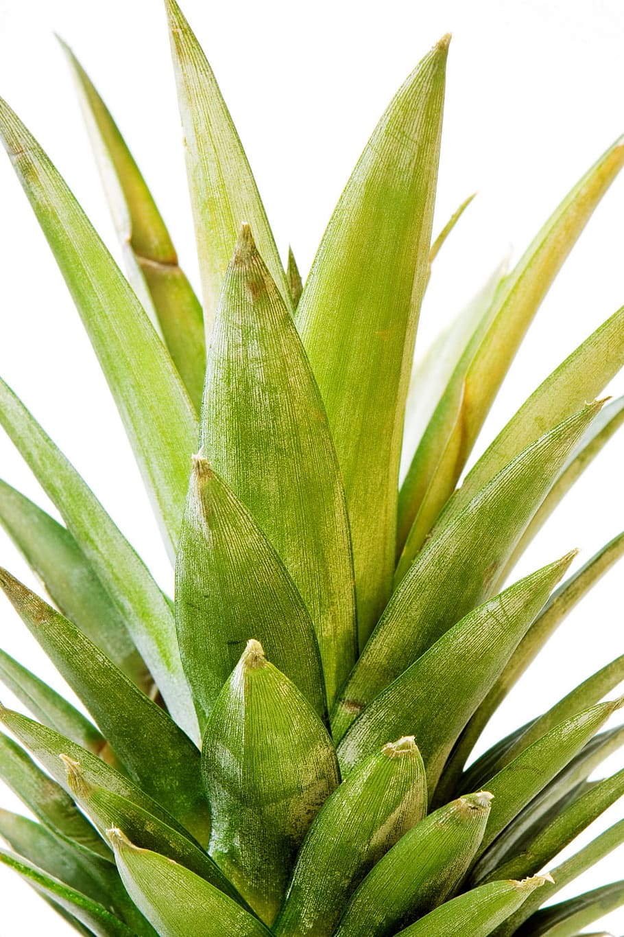 flora, foliage, fresh, freshness, green, growth, herbal, herbs HD wallpaper