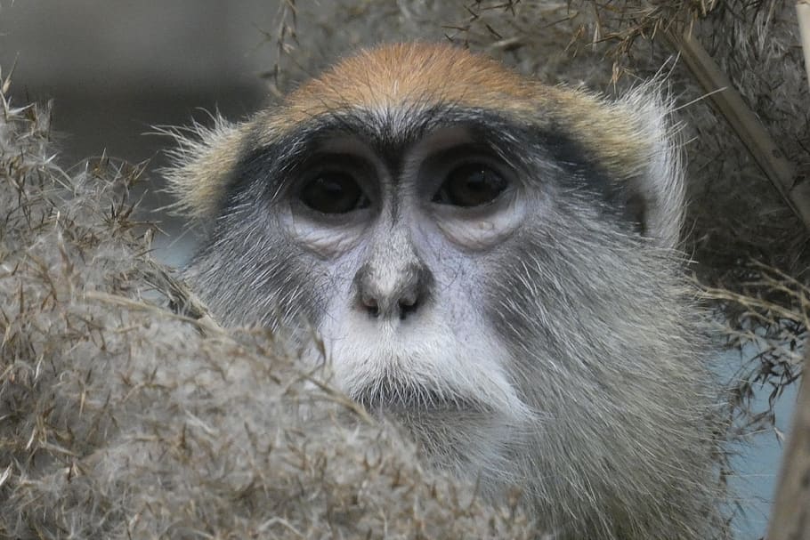 monkey, zoo, animal, primate, one animal, animal wildlife, mammal HD wallpaper