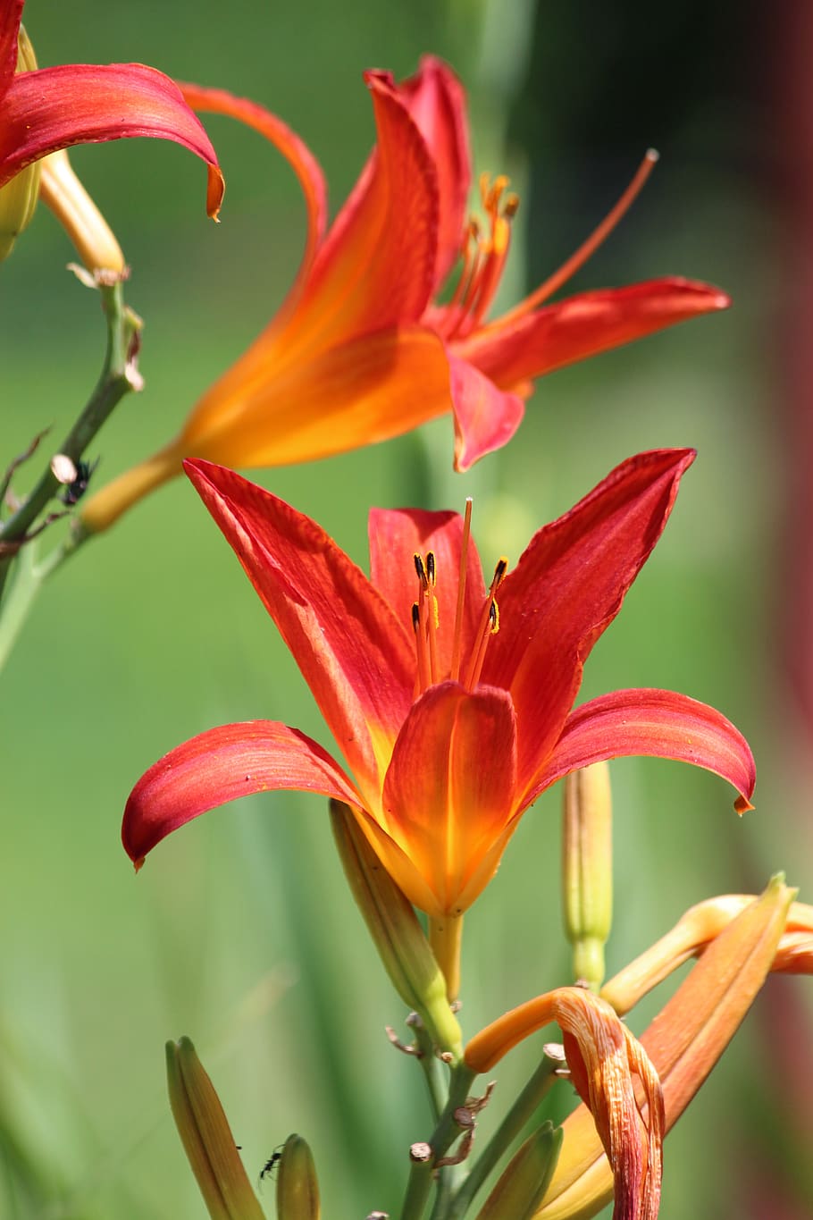 red lily flower wallpaper