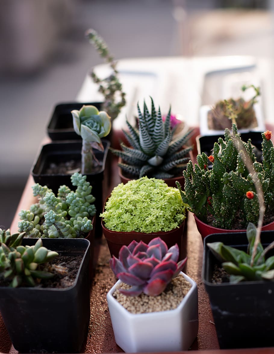 green succulent plants, vase, pottery, jar, potted plant, planter HD wallpaper