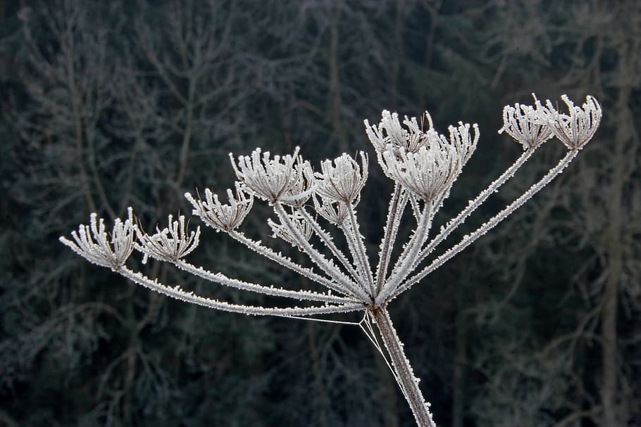 frost, cold, nature, plant, winter, frozen, icy, flower, white HD wallpaper