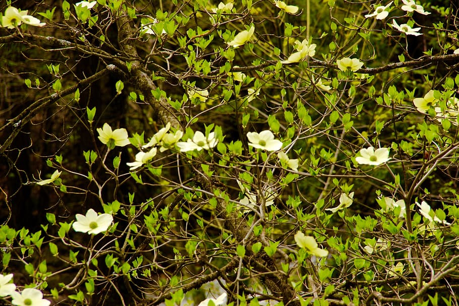 flowers, valley, spring, plant, growth, beauty in nature, flowering plant HD wallpaper