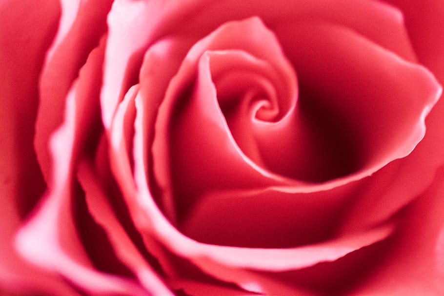 rose, flower, petals, macro, red, pink, reds, pinks, floral HD wallpaper