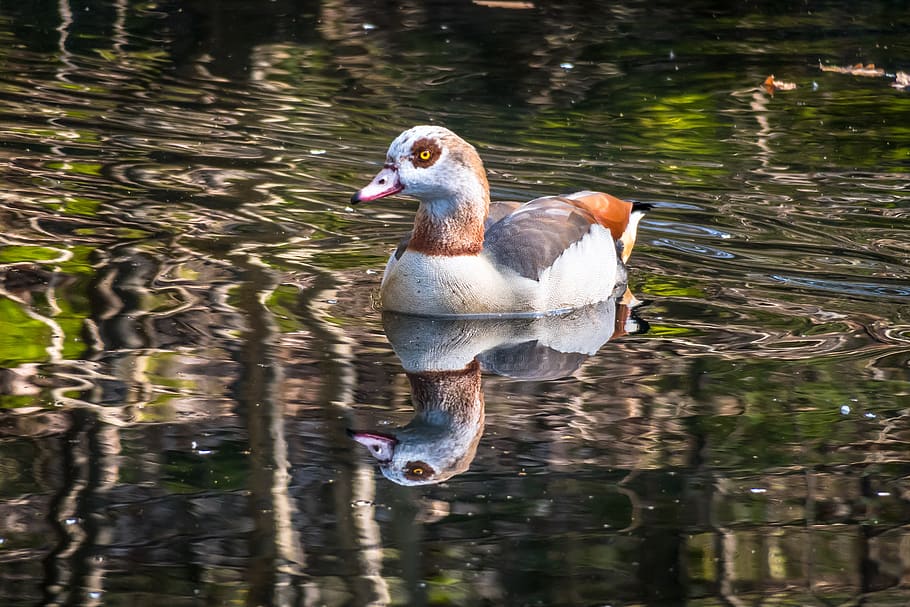 nilgans, goose, watch, swim, drive, bird, plumage, wild goose HD wallpaper