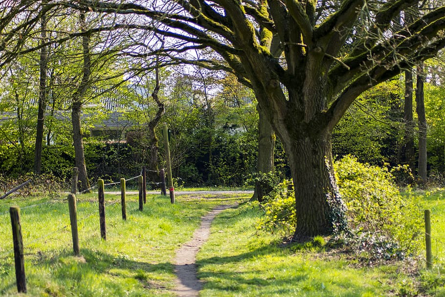 tree, plant, tree trunk, nature, outdoors, path, forest, road HD wallpaper