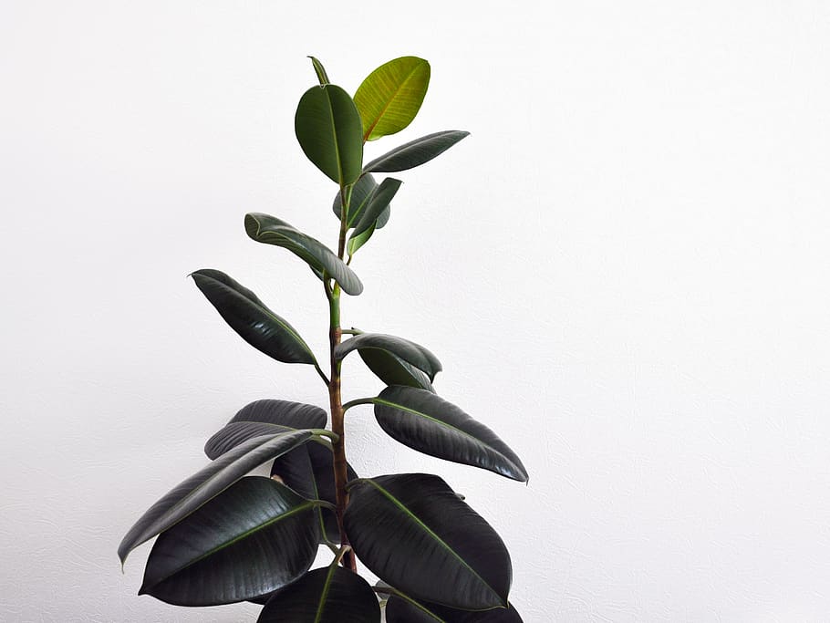 green rubber fig plant, leaf, plant part, growth, white background HD wallpaper