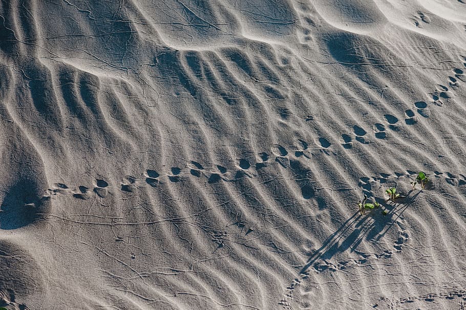 trail on sand during daytime, high angle view, land, beach, nature HD wallpaper