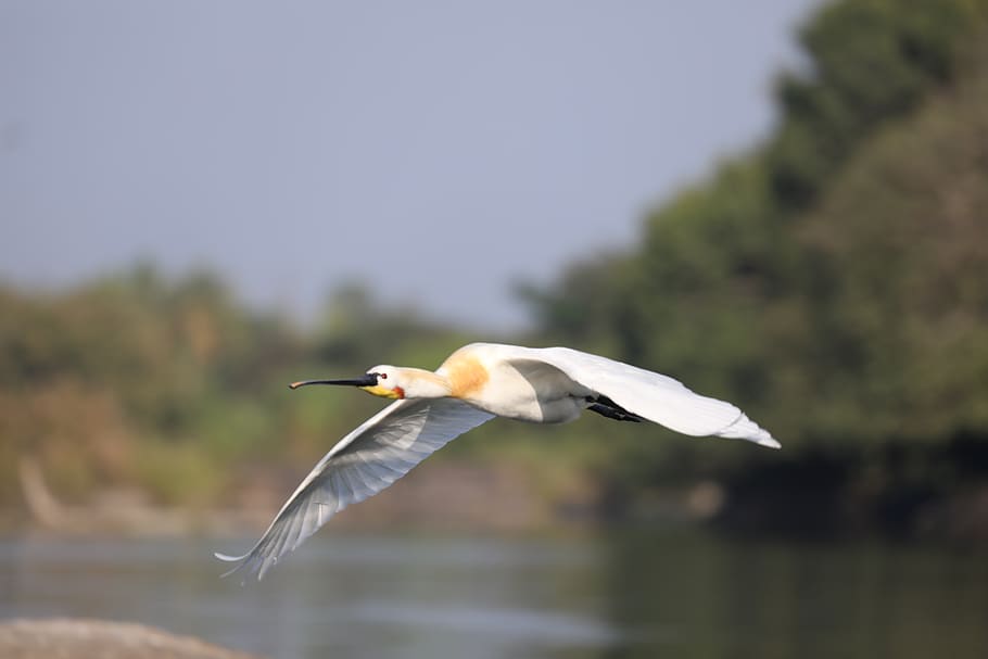 india, srirangapatna, karnataka, ranganathittu bird sanctuary, HD wallpaper