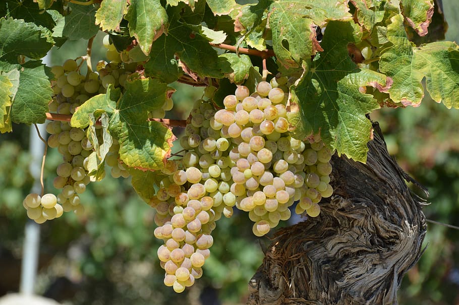 fruit, nature, leaf, vine, wine, agriculture, grape, food, outdoors HD wallpaper