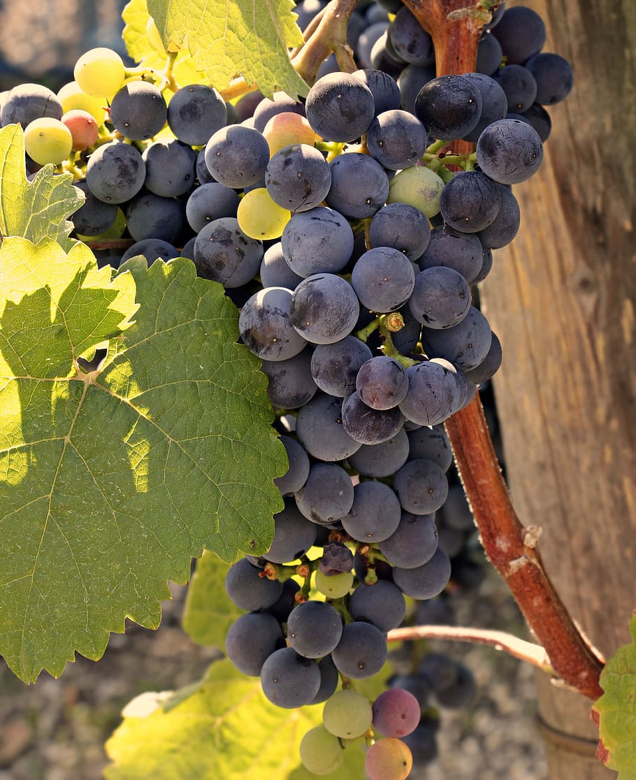 wine, grapes, grapevine, fruit, winegrowing, vines, rebstock HD wallpaper