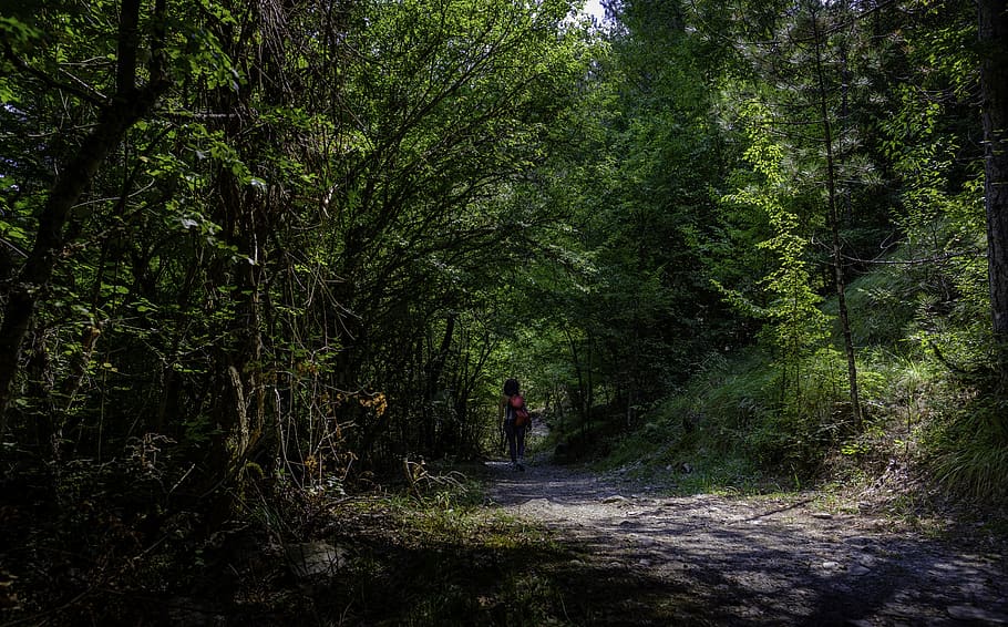 path, walk, forest, vegetation, nature, landscape, trees, woman HD wallpaper