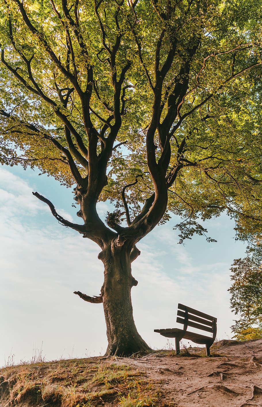 bench beside tree at daytime, furniture, chair, oak, plant, flora HD wallpaper