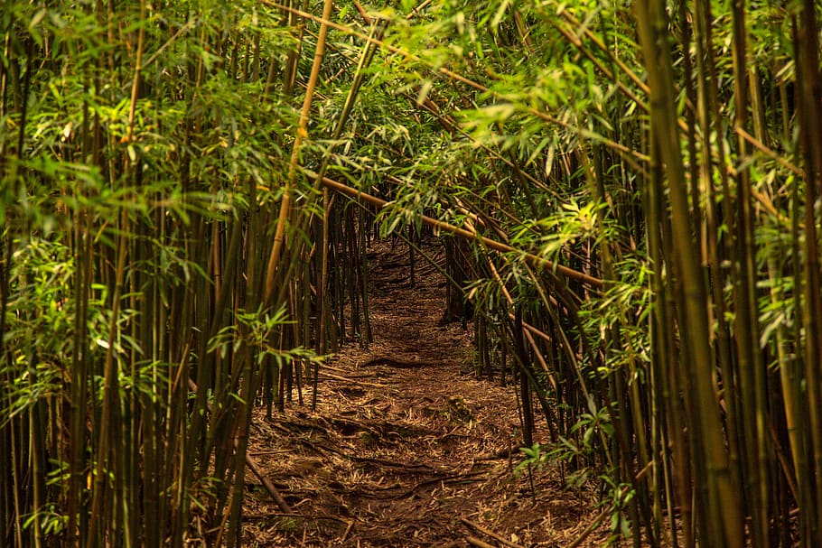 travel, explore, mountain, hawaii, oahu, usa, america, island HD wallpaper
