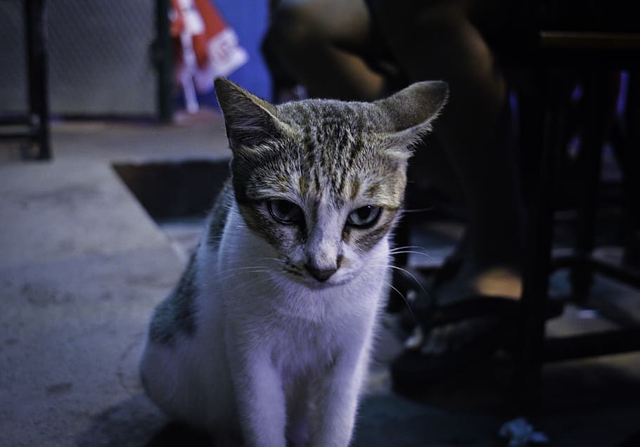 india, kerala, cat, pets, domestic, domestic animals, mammal HD wallpaper