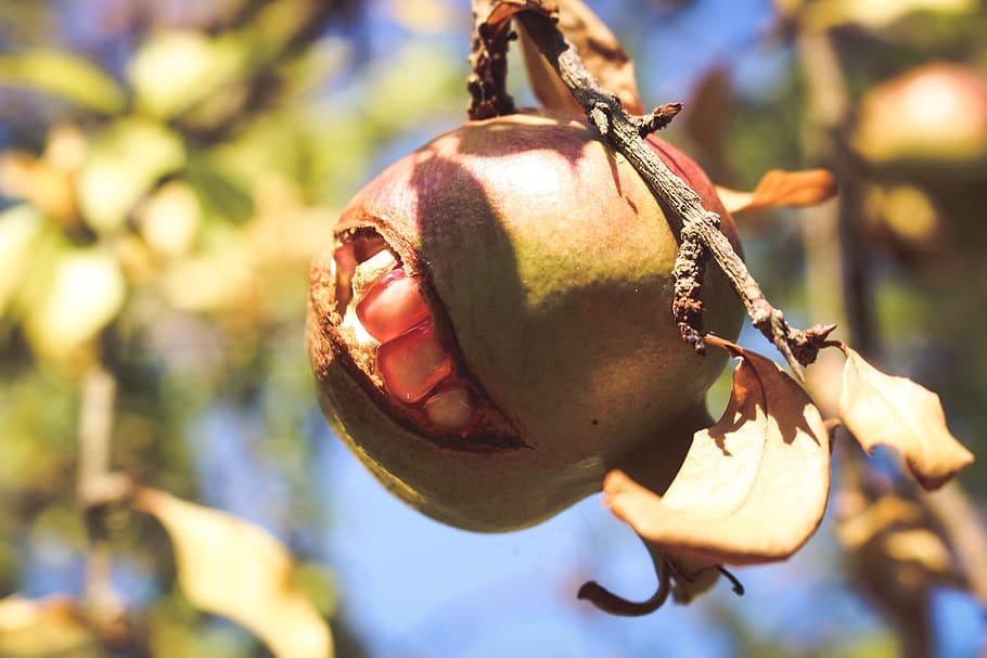 greece, corfu, pomegranate tree, fruit, focus on foreground HD wallpaper