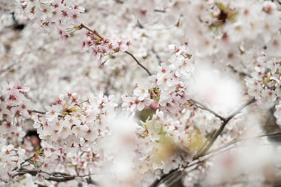 white flowers, plant, cherry blossom, spring, travel japan, spring break HD wallpaper