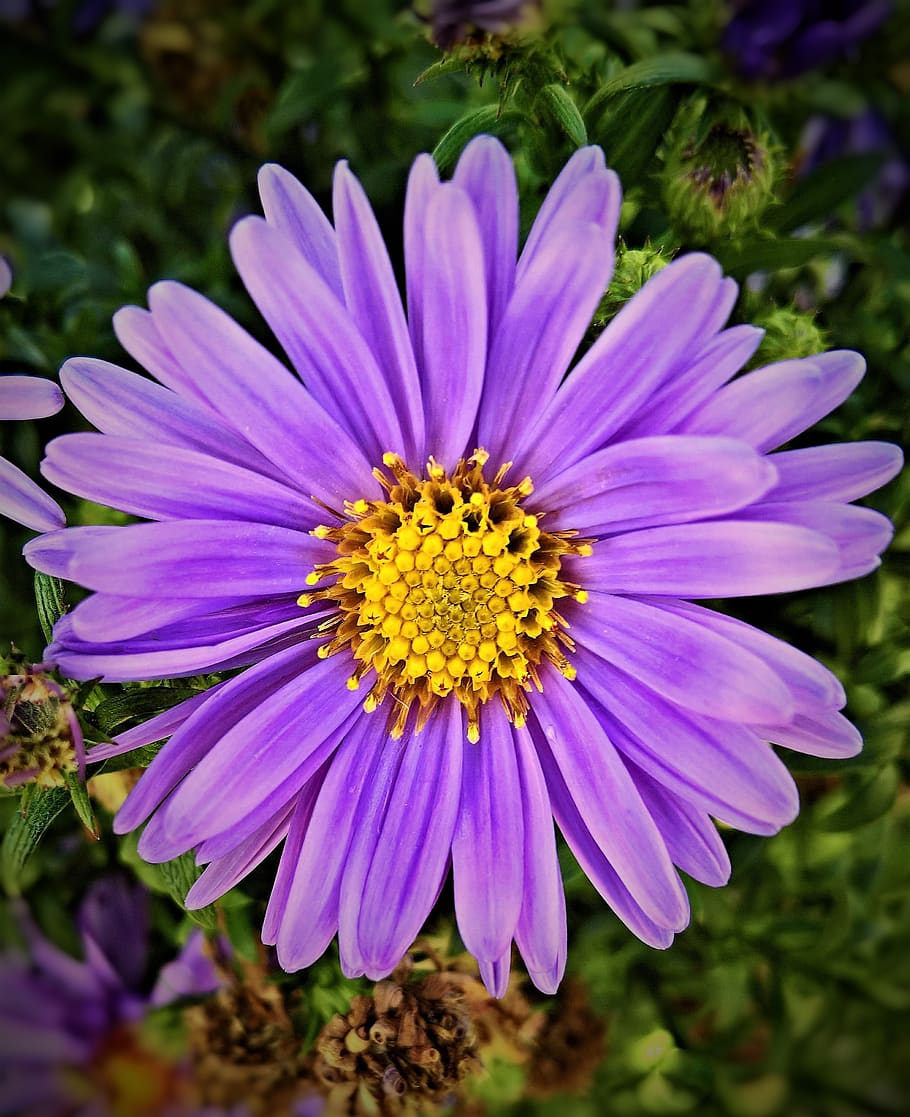 flower, aster, herbstaster, bush, single bloom, violet, pink HD wallpaper
