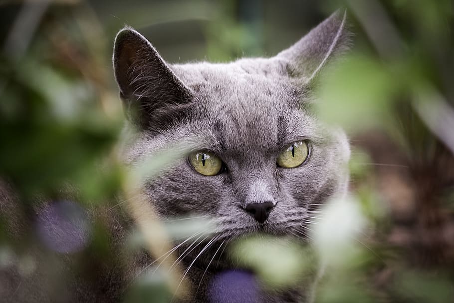 Selective-focus Photography of Short-fur Gray Cat, adorable, animal HD wallpaper