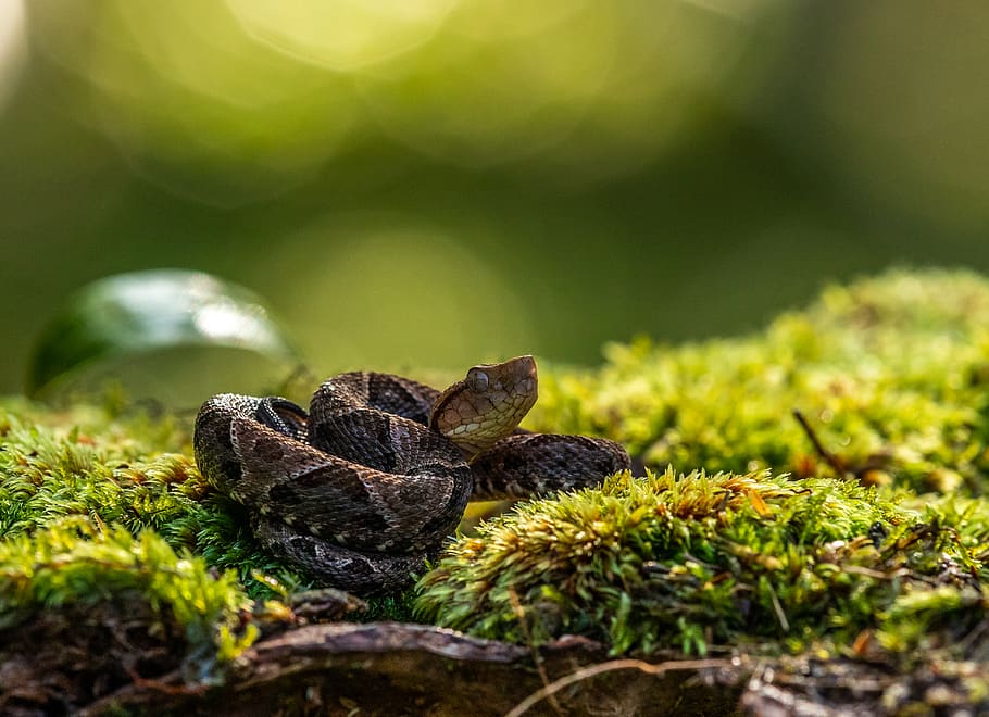 brown snake on grass, close-up, plant, nature, green color, no people HD wallpaper