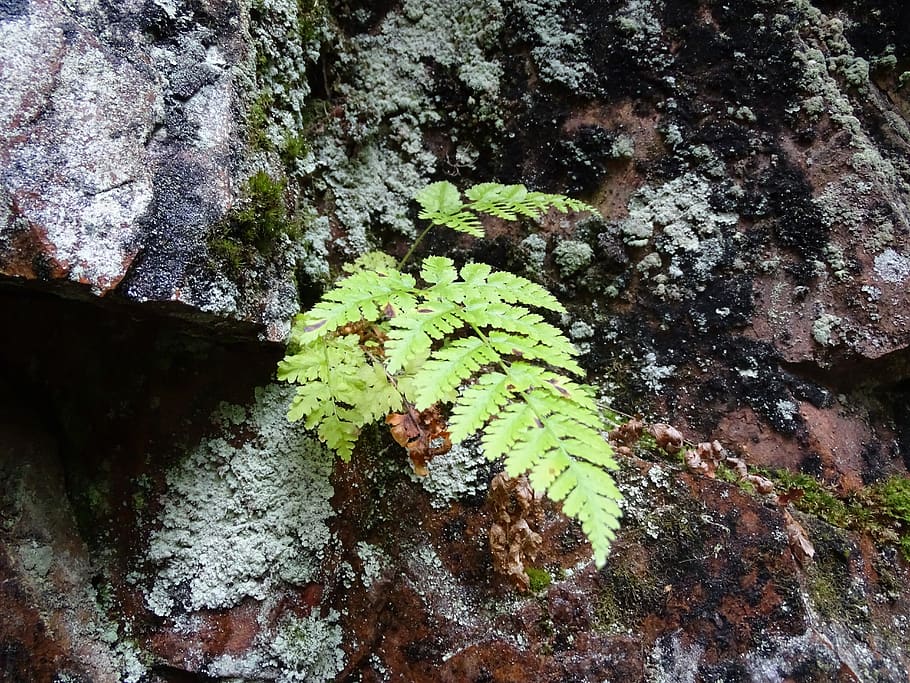 leaf, stone, plant, growth, nature, no people, plant part, day HD wallpaper