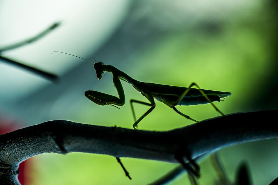 insect, mantis, mantodea, macro, micro, invertebrate, animals in the wild HD wallpaper