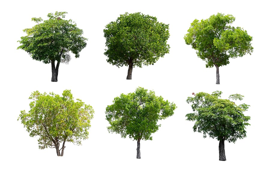 tree, isolated, nature, green, summer, deciduous trees, plant HD wallpaper