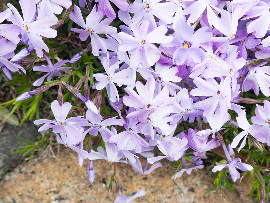 Purple & White Flowers, Macro, Nature, Spring, green, leaves HD wallpaper