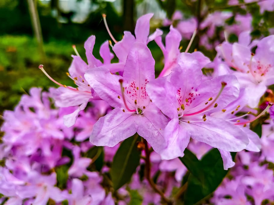 shadow, flora, natur, details, sun, hdr, focus, flower, flowering plant HD wallpaper