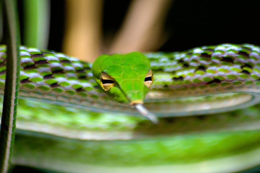 indonesia, canggu, animal themes, one animal, reptile, animals in the wild HD wallpaper