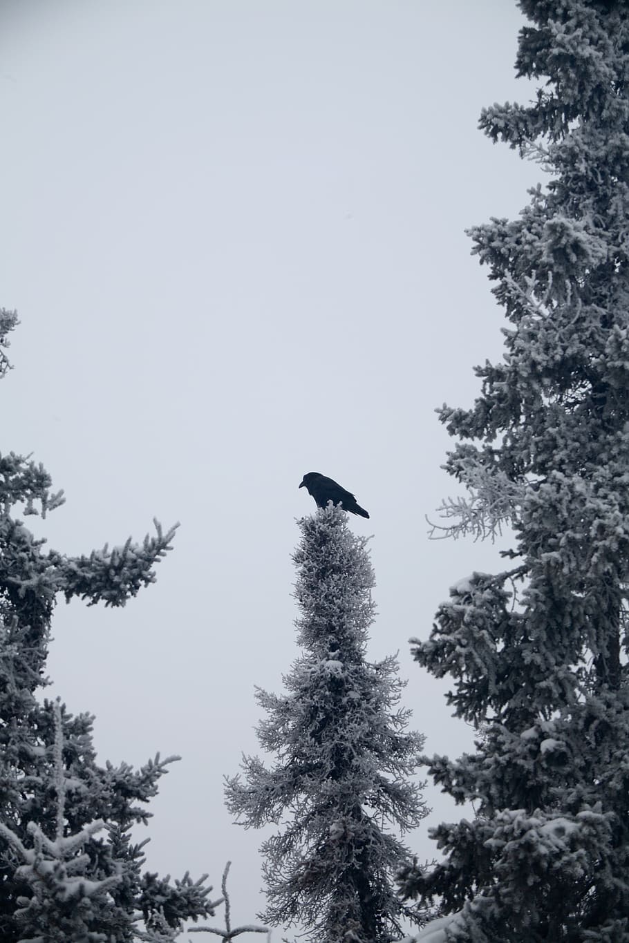 canada, yellowknife, winter, grey, forest, raven, snow, wildlife HD wallpaper
