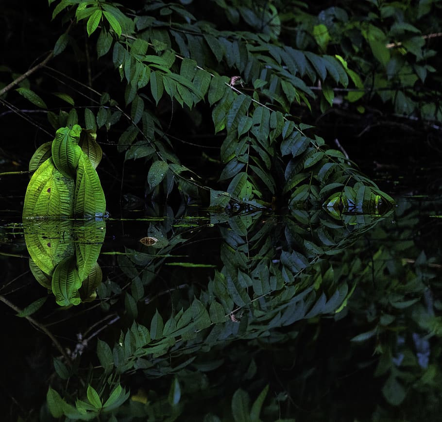 green, plant, vegetation, leaf, costa rica, nature, outdoors HD wallpaper