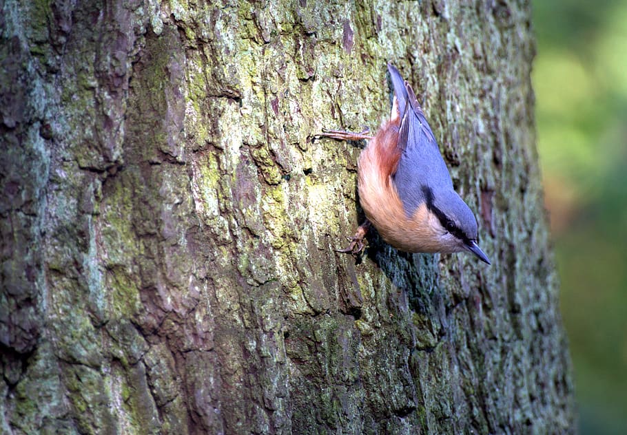 kleiber, tree runner, bird, forest, hunger, nature, animal wildlife HD wallpaper