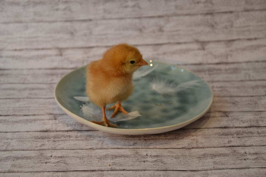chicks, brown, cute, animal, chicken, poultry, spring, bird HD wallpaper