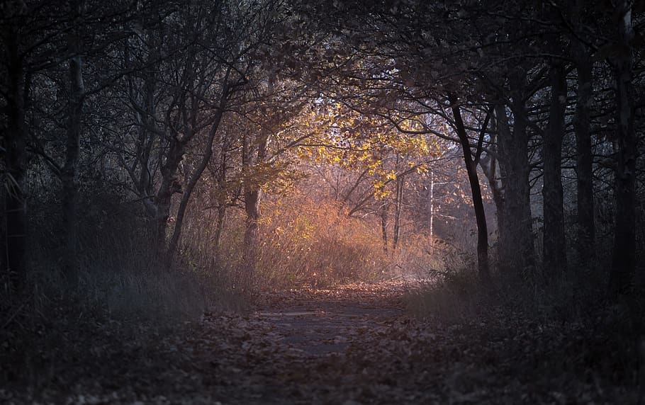 dark, trees, plant, nature, path, leaf, fall, autumn, forest HD wallpaper
