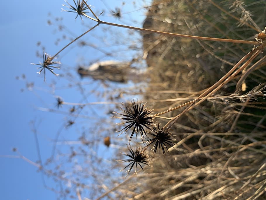 winter, grass, seed, weed, autumn, fall, plant, flower, beauty in nature HD wallpaper