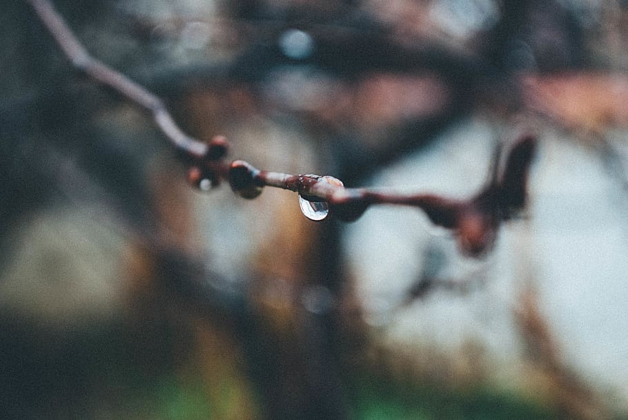 tree, rain, rainy, autumn, cold, focus on foreground, close-up HD wallpaper