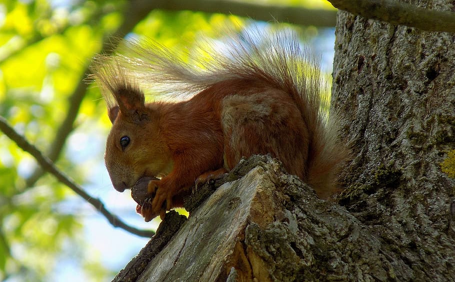 squirrel, walnut, tree, nature, wood, outdoors, living nature HD wallpaper